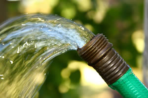 Water deeply but not too frequently