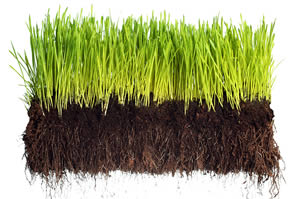Good soil is the foundation