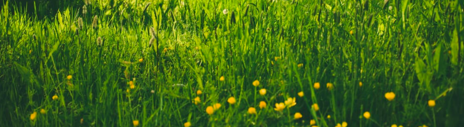 thick green grass