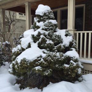 Snow on tree & house