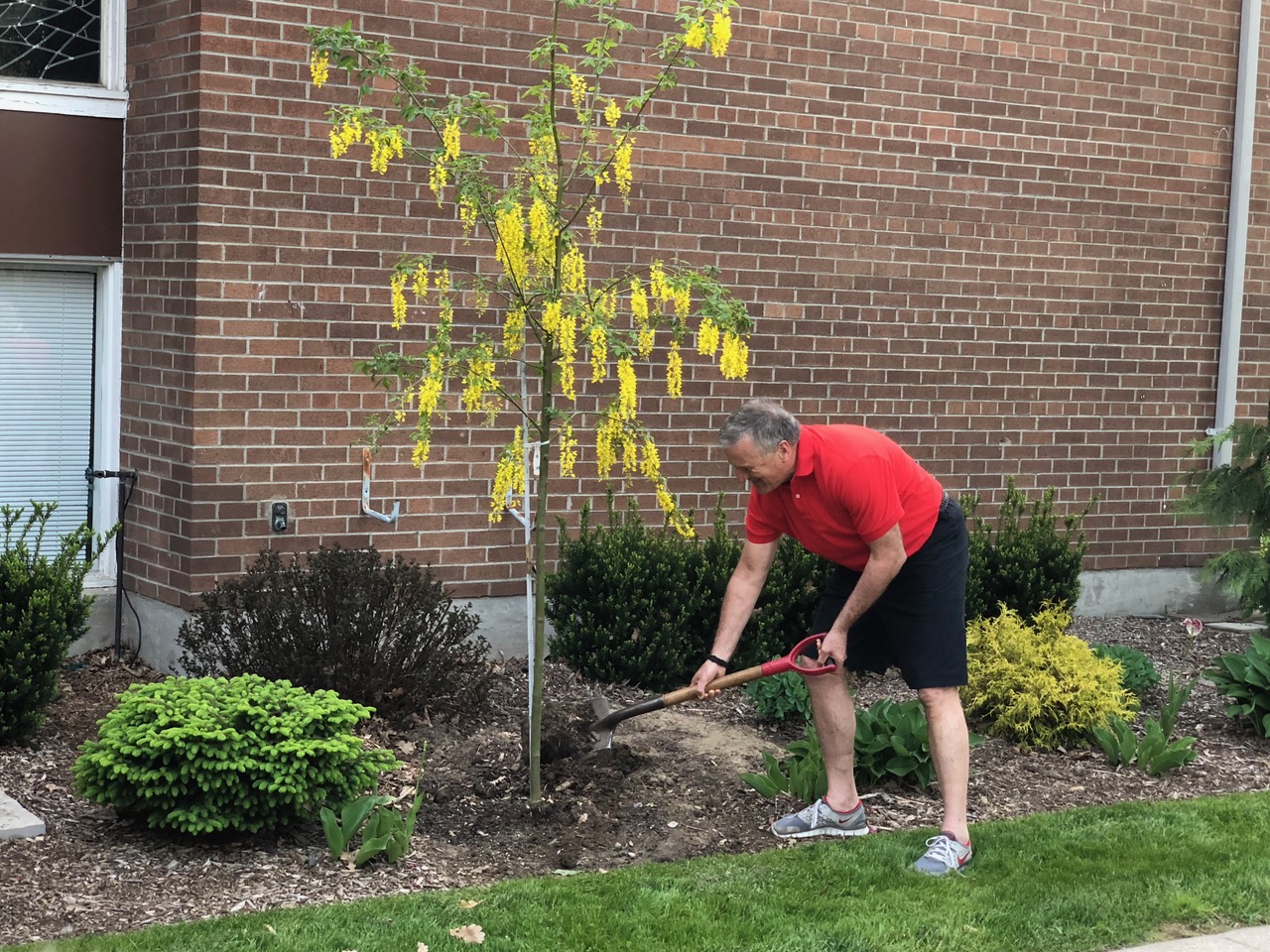 Planting the tree